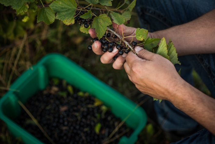 Séance reportage corporatif - Vignoble Amouraska